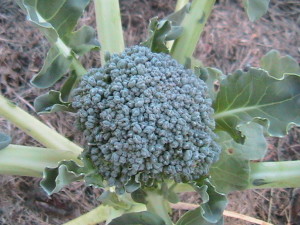 Broccoli Head #2