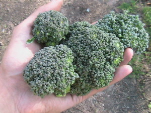 Five Broccoli Heads Harvested