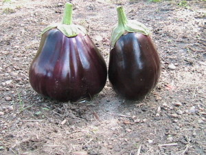 Last Two Eggplants Harvested