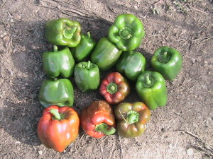 14 Peppers Harvested