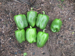Seven Peppers Harvested