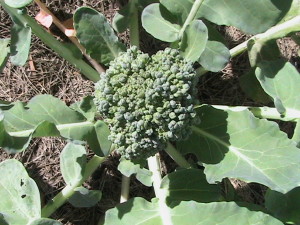 Broccoli Growing on Plant