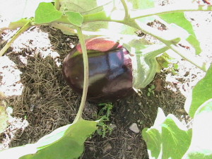 Eggplant Still Growing