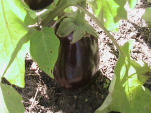 Another Eggplant
