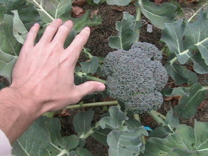 Large Broccoli Head