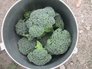 Large Broccoli Harvest
