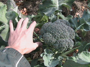 Large Broccoli Head