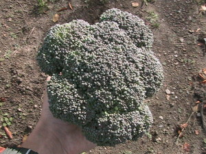 Large Broccoli Harvested #2