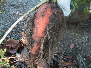 Digging Up Carrots