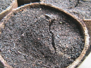 Soil Cracking from Seeds Sprouting #2
