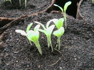 Black Seeded Simpson Sprouts
