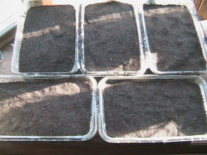 Alyssum Seeds Planted