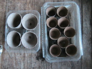 Three and one inch Peat Pots