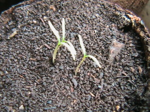 Queen Anne's Lace Sprouting #2