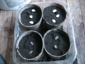 Watermelon Seeds Planted