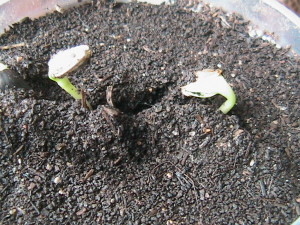 Sunflowers Sprouting