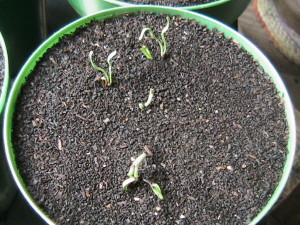 Statice Sprouts