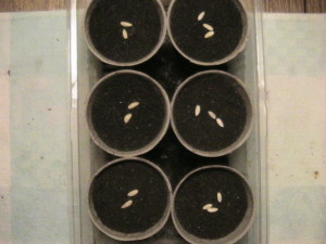 Cantaloupe and Honeydew Seeds