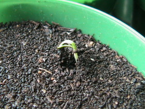 Calendula Sprouting