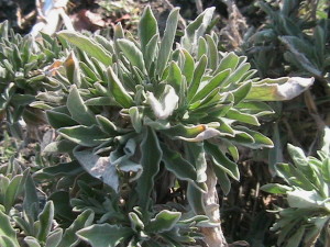Perennial Alyssum