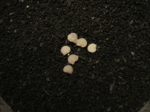 Closeup of Pepper Seeds