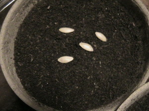 Closeup of Cucumber Seeds