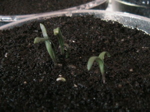 Several Spinach Seeds Sprouting