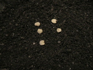 Closeup of Eggplant Seeds