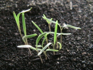 Closeup of Dill Sprouts