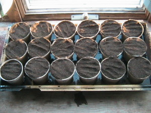 Lettuce Planted in Peat Pots