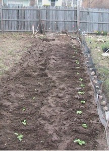 Spinach Plants in Garden