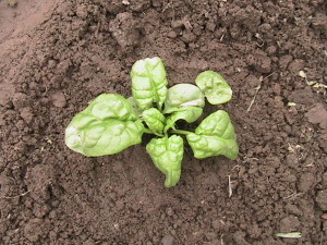 Single Spinach Plant