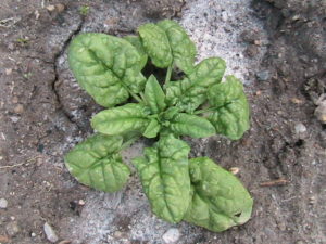 Spinach Plants