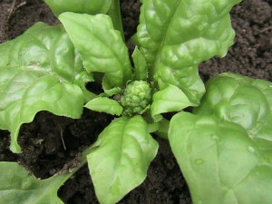 Spinach Plant Started Bolting