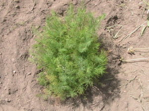 Dill Planted in Garden