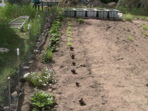Lettuce Planted in Garden
