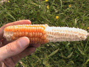 Ear of Corn with Dried Seeds
