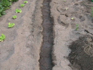Row of Cantaloupe and Honeydew Seeds Planted