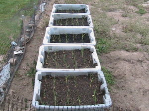 Onions in Totes Growing