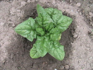 Spinach Plant #2