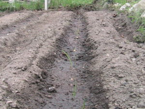 Onions in the Ground Progress