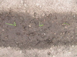 Onions Growing in the Ground