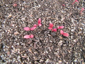 Amaranthus Sprouts