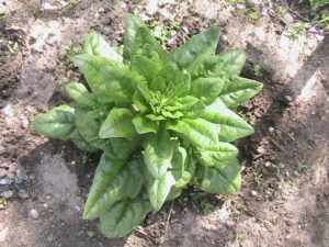 Spinach Plants