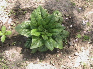 Spinach Plant #2