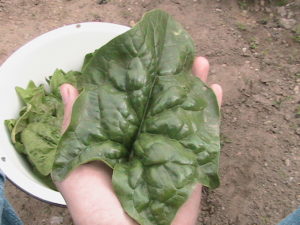 Large Dark Spinach Leaves