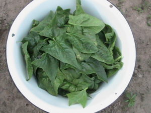 Bowl of Spinach Leaves