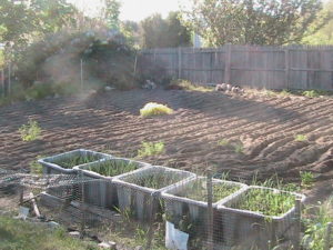 After Tilling the Garden