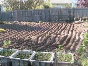 After Tilling Garden #2