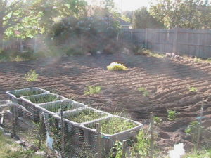 After Tilling Garden #3